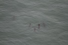 Missing Picture